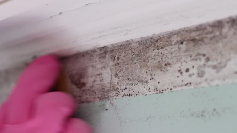 Reliable Lakeview Estates, GA Mold Removal Solutions